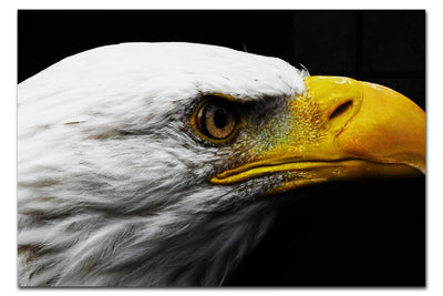 American Bald Eagle Left Side Profile - Acrylic Print - Wildlife Category