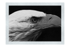 American Bald Eagle Left Side Profile - Monochrome Fine Art Print - Wildlife Category
