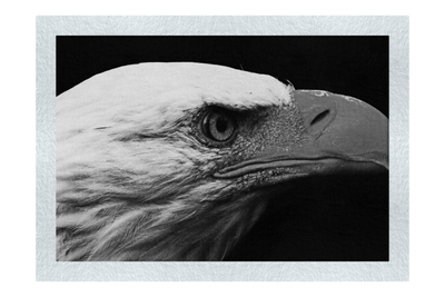 American Bald Eagle Left Side Profile - Monochrome Fine Art Print - Wildlife Category