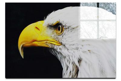 American Bald Eagle Mid Call - Acrylic Print - Wildlife Category