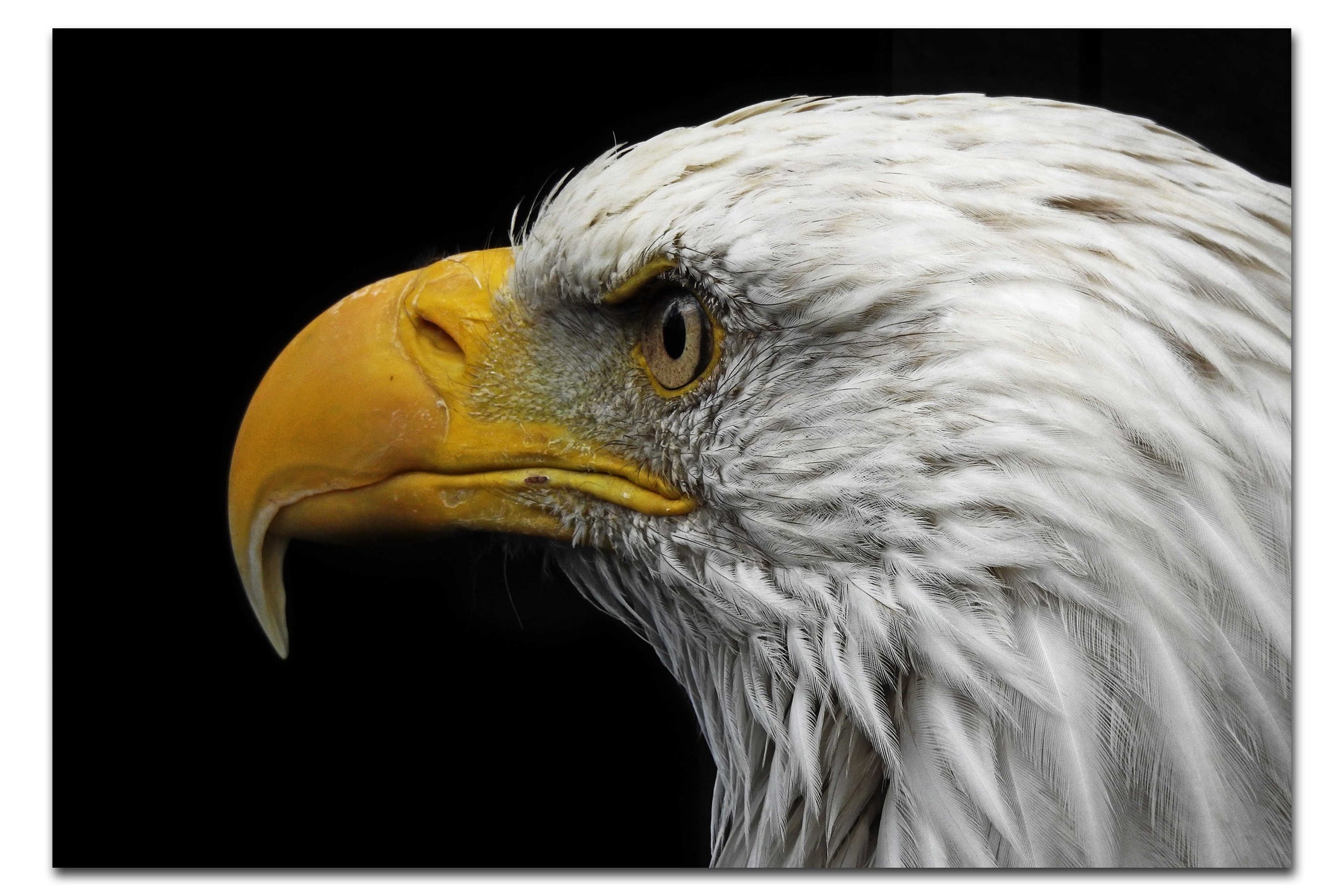 American Bald Eagle Mid Call - Acrylic Print - Wildlife Category