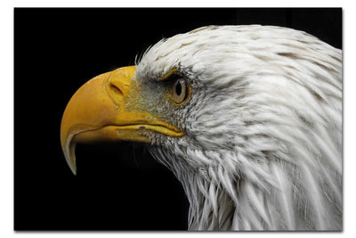 American Bald Eagle Mid Call - Acrylic Print - Wildlife Category