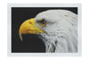 American Bald Eagle Mid Call - Fine Art Print - Wildlife Category