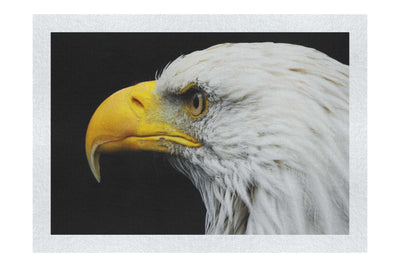 American Bald Eagle Mid Call - Fine Art Print - Wildlife Category