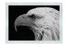 American Bald Eagle Mid Call - Monochrome Fine Art Print - Wildlife Category