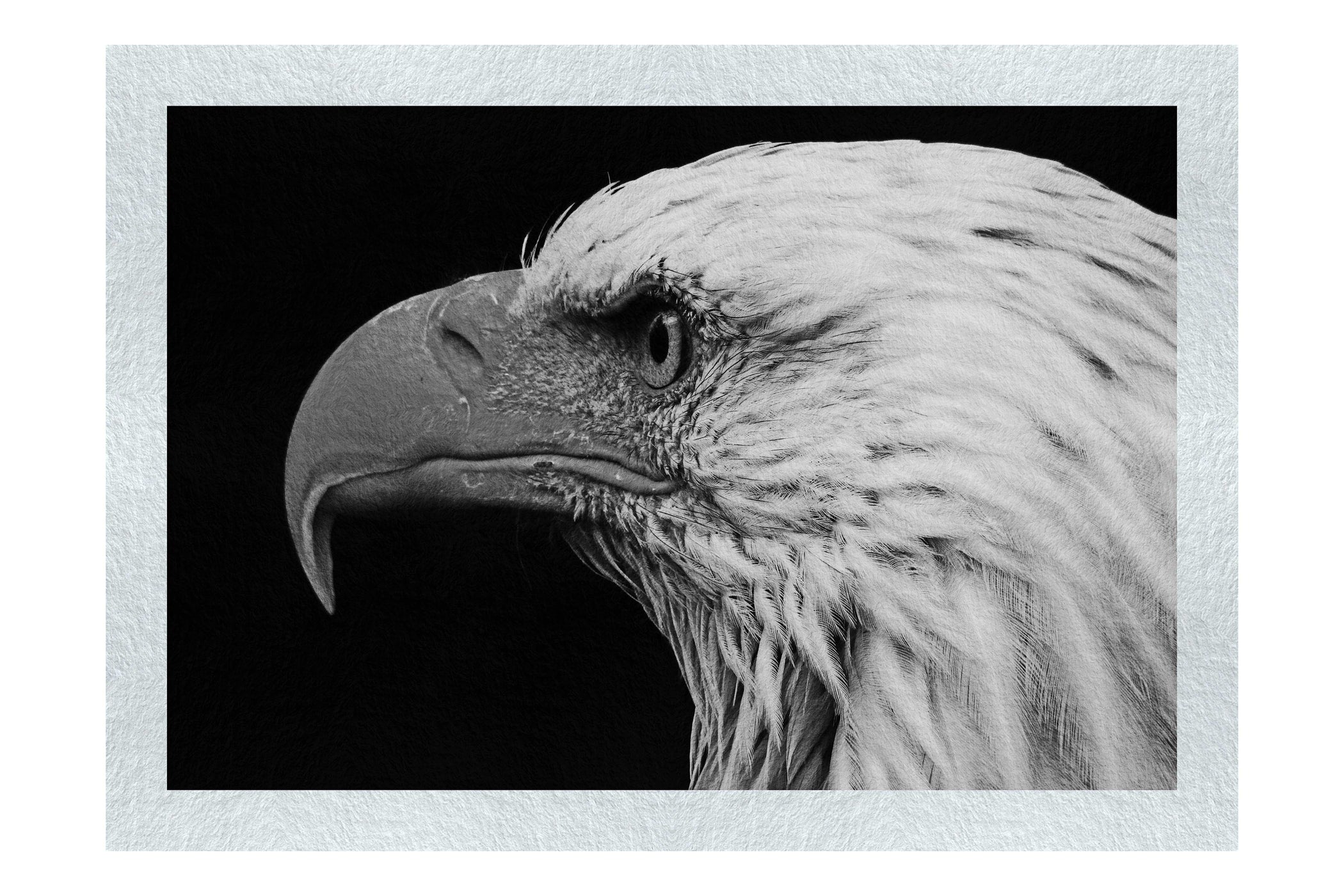 American Bald Eagle Mid Call - Monochrome Fine Art Print - Wildlife Category