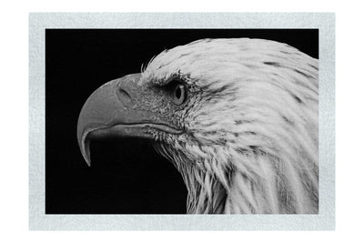 American Bald Eagle Mid Call - Monochrome Fine Art Print - Wildlife Category