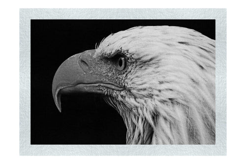 American Bald Eagle Mid Call - Monochrome Fine Art Print - Wildlife Category
