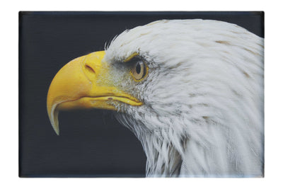 American Bald Eagle Mid Call - Canvas Print - Wildlife Category