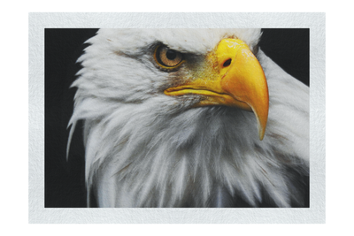 American Bald Eagle - Fine Art Print - Wildlife Category