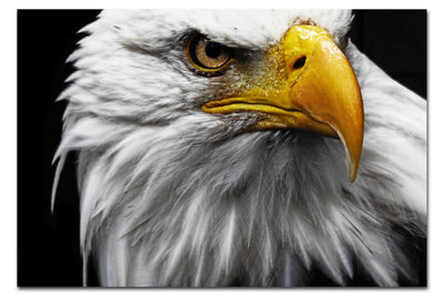 American Bald Eagle - Acrylic Print - Wildlife Category