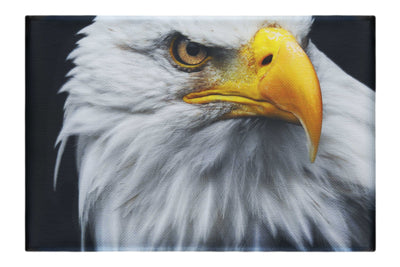 American Bald Eagle - Canvas Print - Wildlife Category