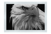 American Bald Eagle - Monochrome Fine Art Print - Wildlife Category