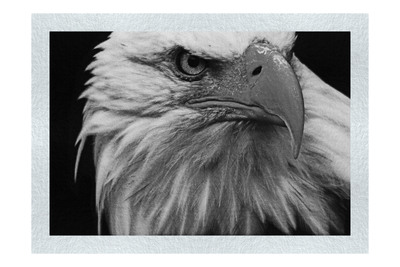 American Bald Eagle - Monochrome Fine Art Print - Wildlife Category
