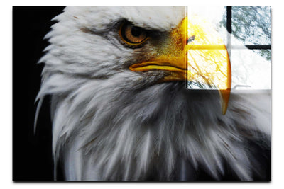 American Bald Eagle - Acrylic Print - Wildlife Category