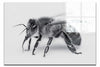 Bee in Monochrome White - Acrylic Print - Wildlife Category