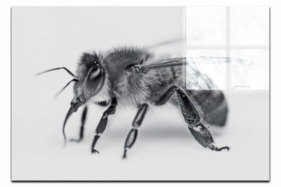 Bee in Monochrome White - Acrylic Print - Wildlife Category