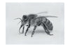 Bee in Monochrome White - Fine Art Print - Wildlife Category