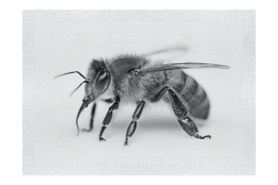 Bee in Monochrome White - Fine Art Print - Wildlife Category