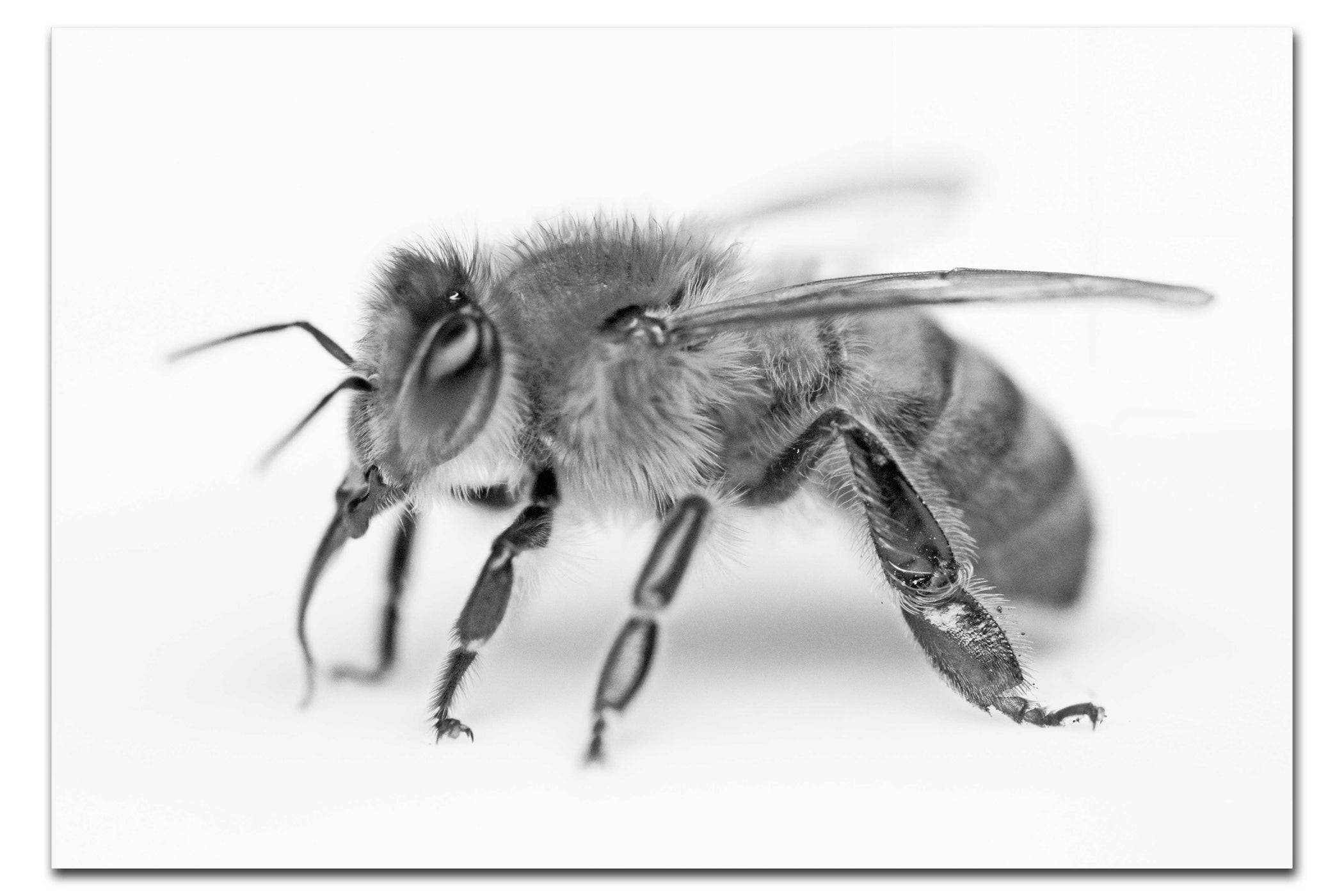 Bee in Monochrome White - Acrylic Print - Wildlife Category