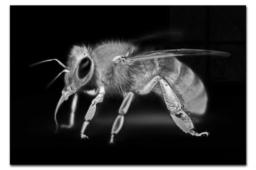 Bee in Monochrome Black - Acrylic Print - Wildlife Category