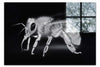 Bee in Monochrome Black - Acrylic Print - Wildlife Category