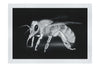 Bee in Monochrome Black - Fine Art Print - Wildlife Category