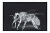 Bee in Monochrome Black - Canvas Print - Wildlife Category