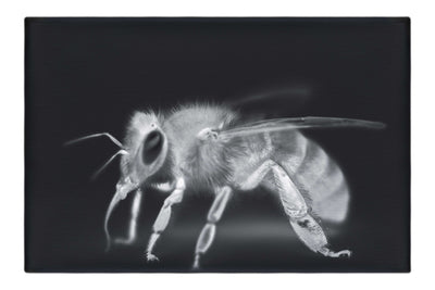 Bee in Monochrome Black - Canvas Print - Wildlife Category