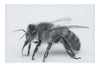 Bee in Monochrome White - Canvas Print - Wildlife Category