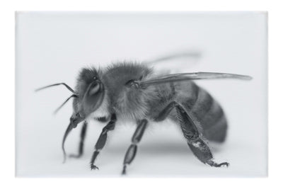 Bee in Monochrome White - Canvas Print - Wildlife Category
