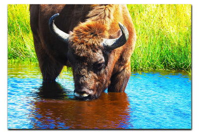 Bison At The Watering Hole II - Acrylic Print - Wildlife Category