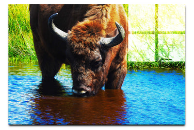 Bison At The Watering Hole II - Acrylic Print - Wildlife Category