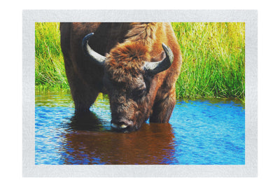 Bison At The Watering Hole II - Fine Art Print - Wildlife Category