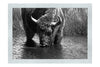 Bison At The Watering Hole II - Monochrome Fine Art Print - Wildlife Category