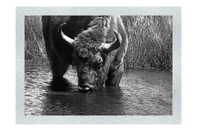 Bison At The Watering Hole II - Monochrome Fine Art Print - Wildlife Category