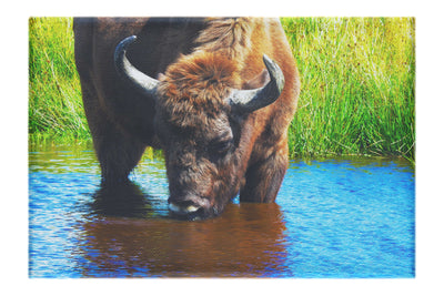 Bison At The Watering Hole II - Canvas Print - Wildlife Category