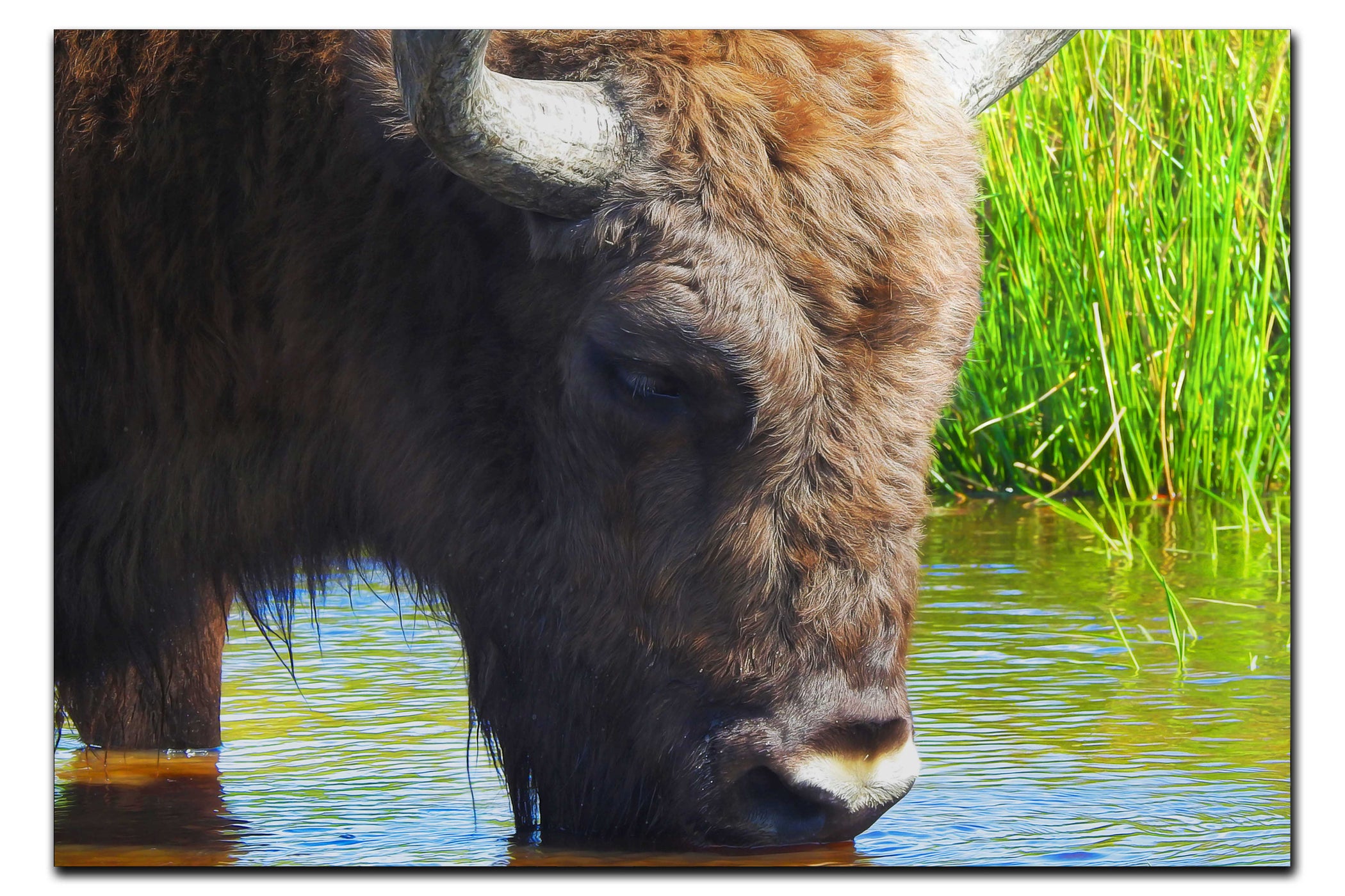 Bison At The Watering Hole - Acrylic Print - Wildlife Category