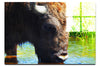 Bison At The Watering Hole - Acrylic Print - Wildlife Category