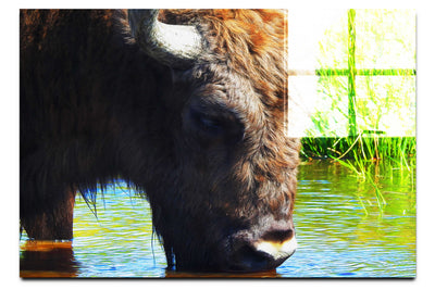 Bison At The Watering Hole - Acrylic Print - Wildlife Category