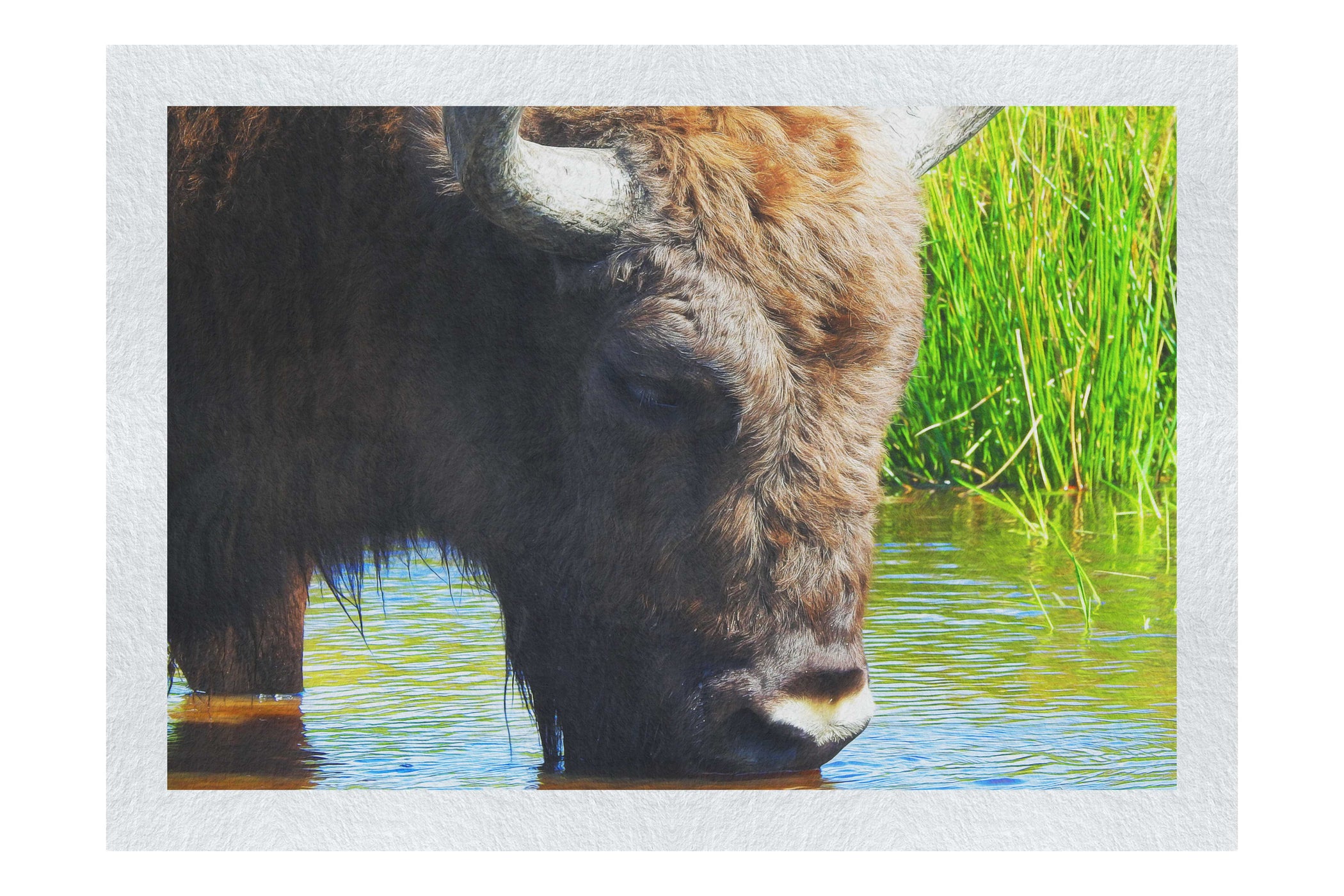Bison At The Watering Hole - Fine Art Print - Wildlife Category
