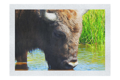 Bison At The Watering Hole - Fine Art Print - Wildlife Category