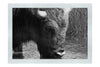 Bison At The Watering Hole - Monochrome Fine Art Print - Wildlife Category