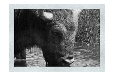 Bison At The Watering Hole - Monochrome Fine Art Print - Wildlife Category