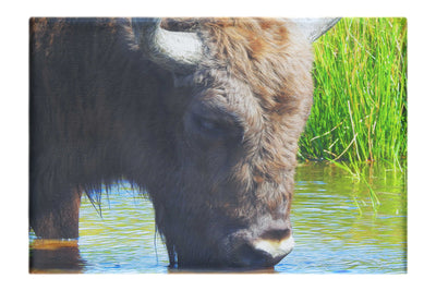 Bison At The Watering Hole - Canvas Print - Wildlife Category