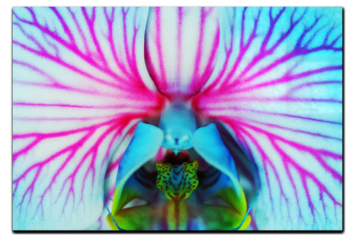 Electric Orchid - Acrylic Print - Flowers & Plants Category