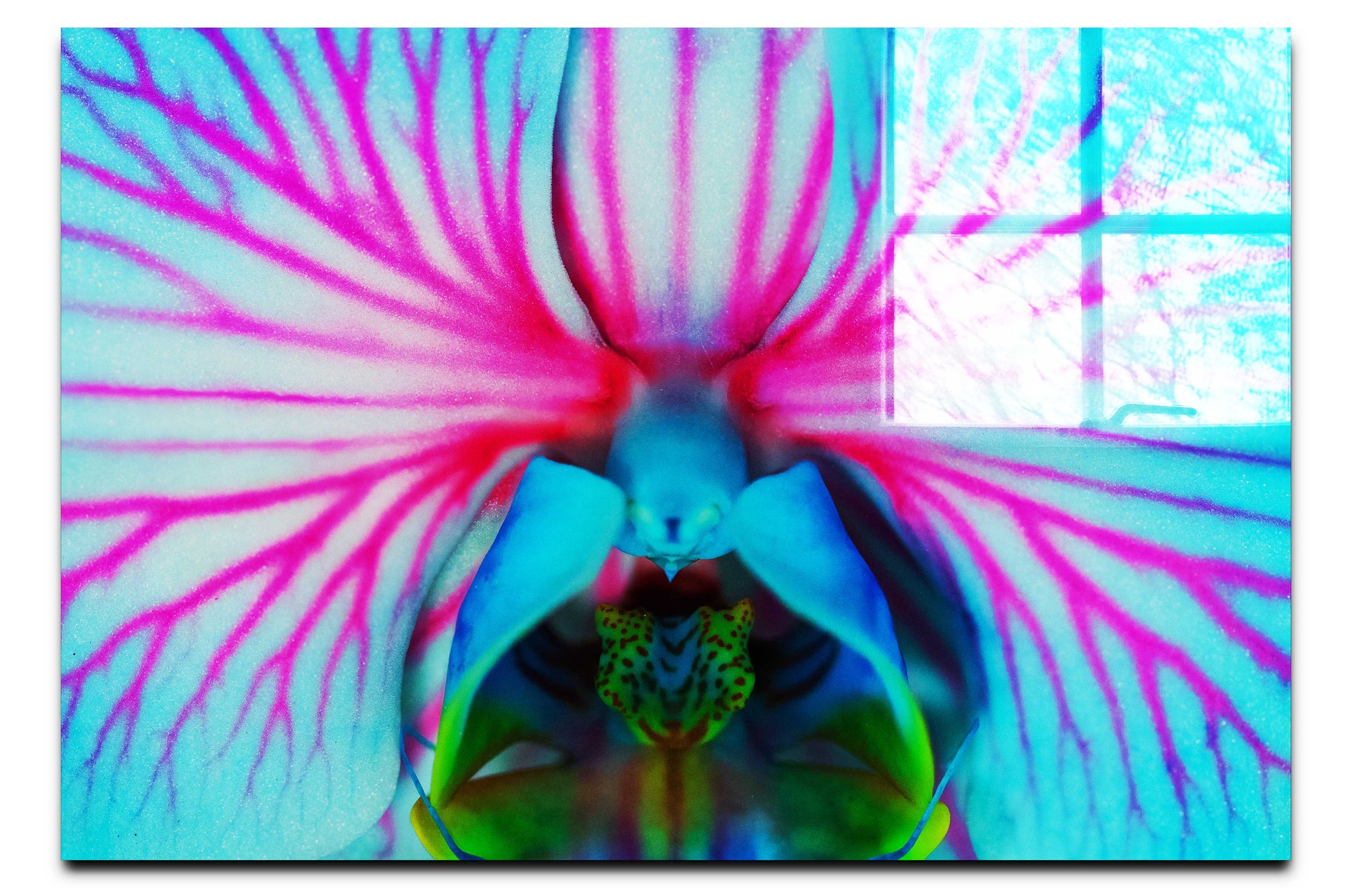 Electric Orchid - Acrylic Print - Flowers & Plants Category
