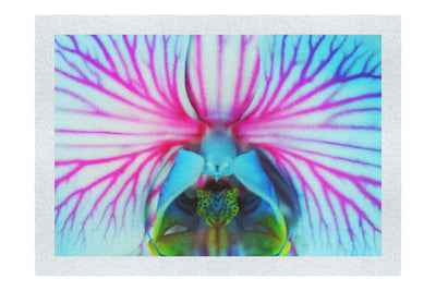 Electric Orchid - Fine Art Print - Flowers & Plants Category
