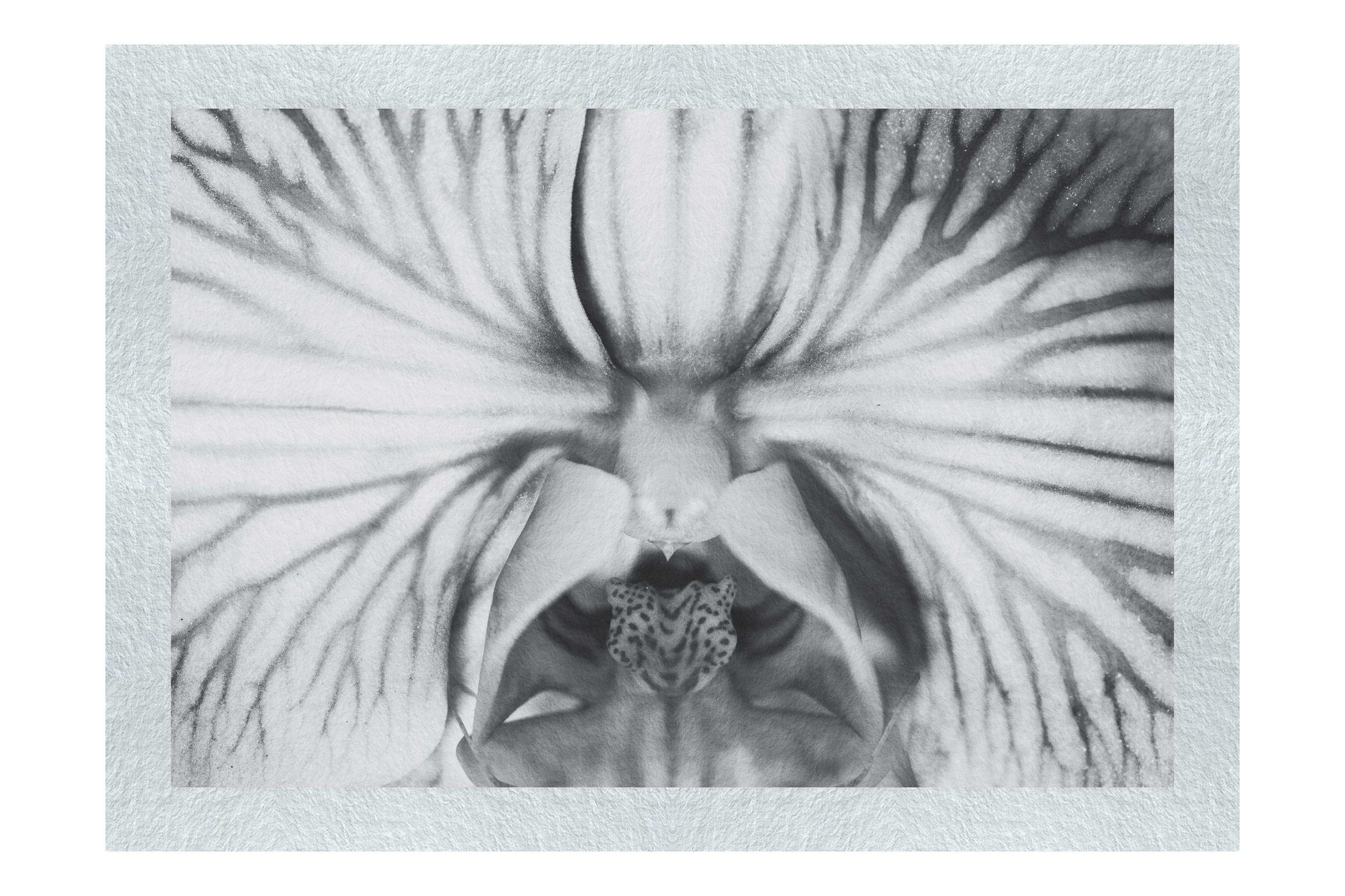 Electric Orchid - Monochrome Fine Art Print - Flowers & Plants Category
