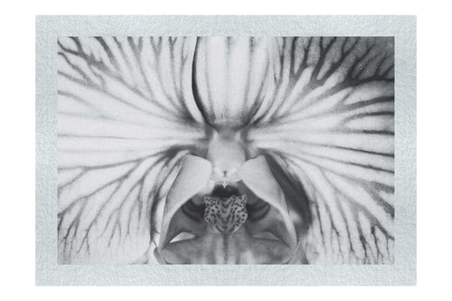 Electric Orchid - Monochrome Fine Art Print - Flowers & Plants Category